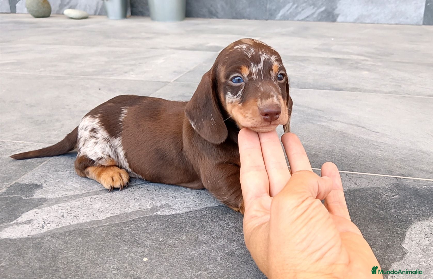 Teckel Miniatura perros Teckel mini  - Anuncio 4