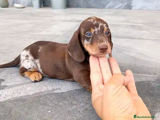 Teckel Miniatura perros Teckel mini - Anuncio 2