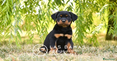 Rottweiler perros - Propaganda 1