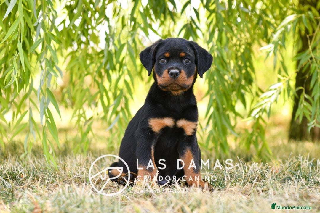 Rottweiler perros en venta: NO SON SIMPLEMENTE CACHORROS DE ROTTWEILER… - Imagen 3