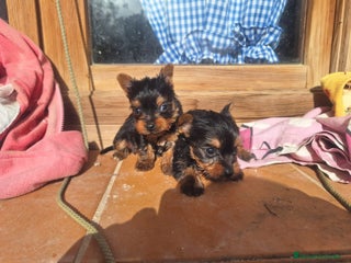 Yorkshire Terrier perros en Almería - Anuncio 14