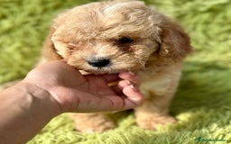 Maltipoo perros en venta: Maltipoo apricot - Imagen 2