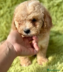Maltipoo Cachorro 3