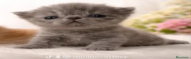 Persa Gatito 3