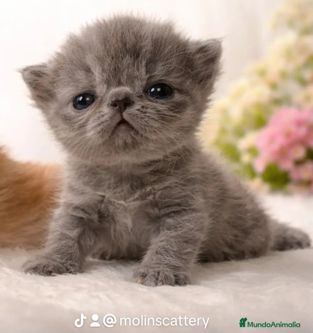 Persa gatos en venta: Camada de persas - Anuncio 2