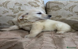 Golden Retriever perros en venta: Golden Retriever cachorros primeras líneas  - Imagen 12