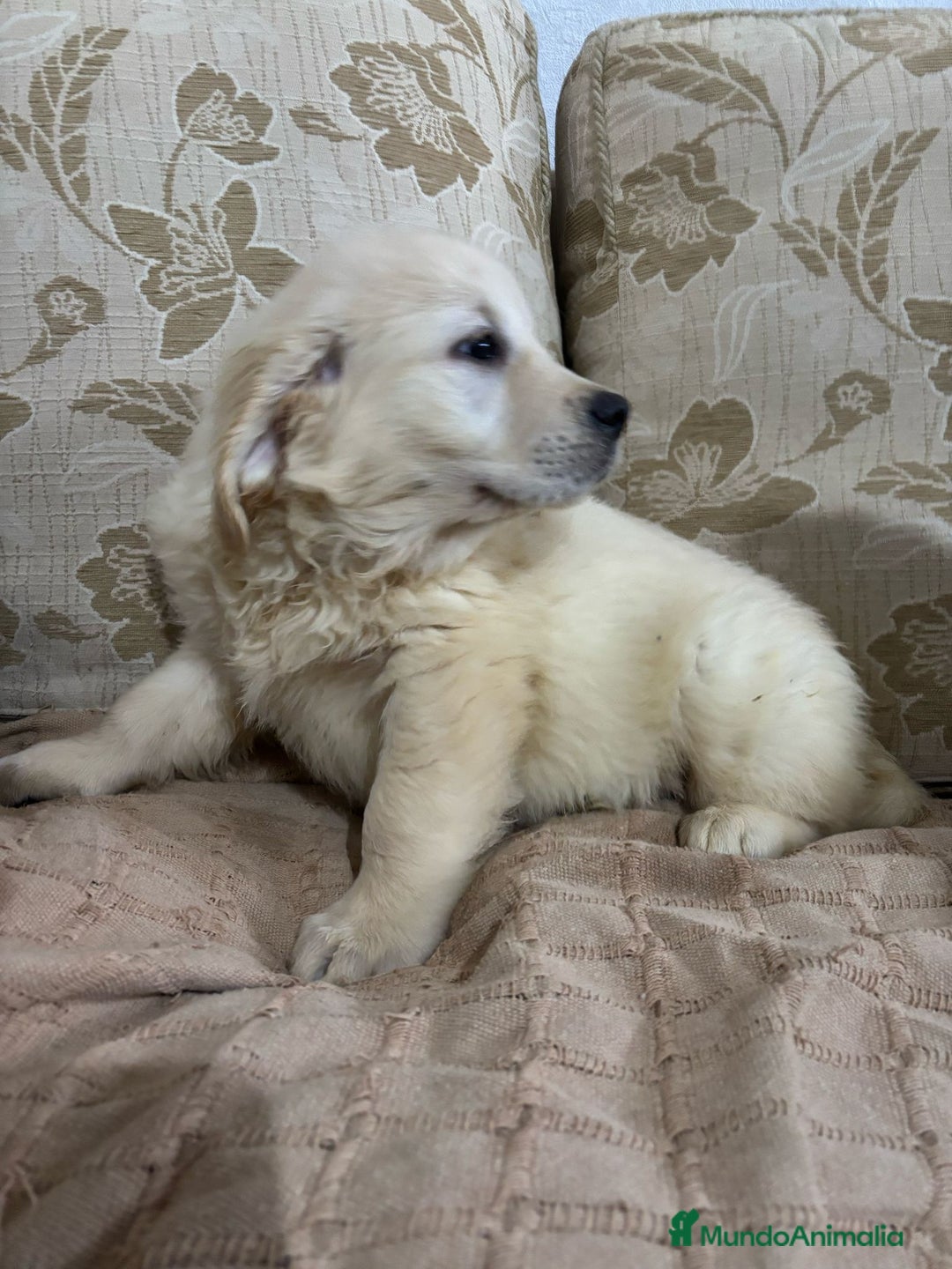 Golden Retriever perros en venta: Golden Retriever cachorros primeras líneas  - Imagen 12
