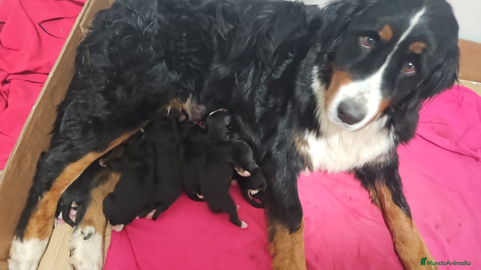 Boyero de Berna perros Boyeros de Berna se abren reserva  - Anuncio 1