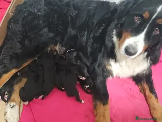 Boyero de Berna perros Boyeros de Berna se abren reserva - Anuncio 3