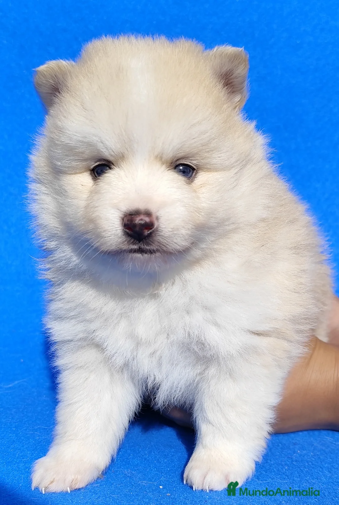 Raza Mixta perros en venta: Borderpom f2 - Anuncio 8