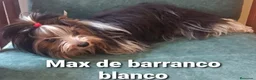 Biewer Yorkshire Terrier a la Pom Pon perros en venta: Biewer con pedigree de la mejor calidad - Anuncio 2