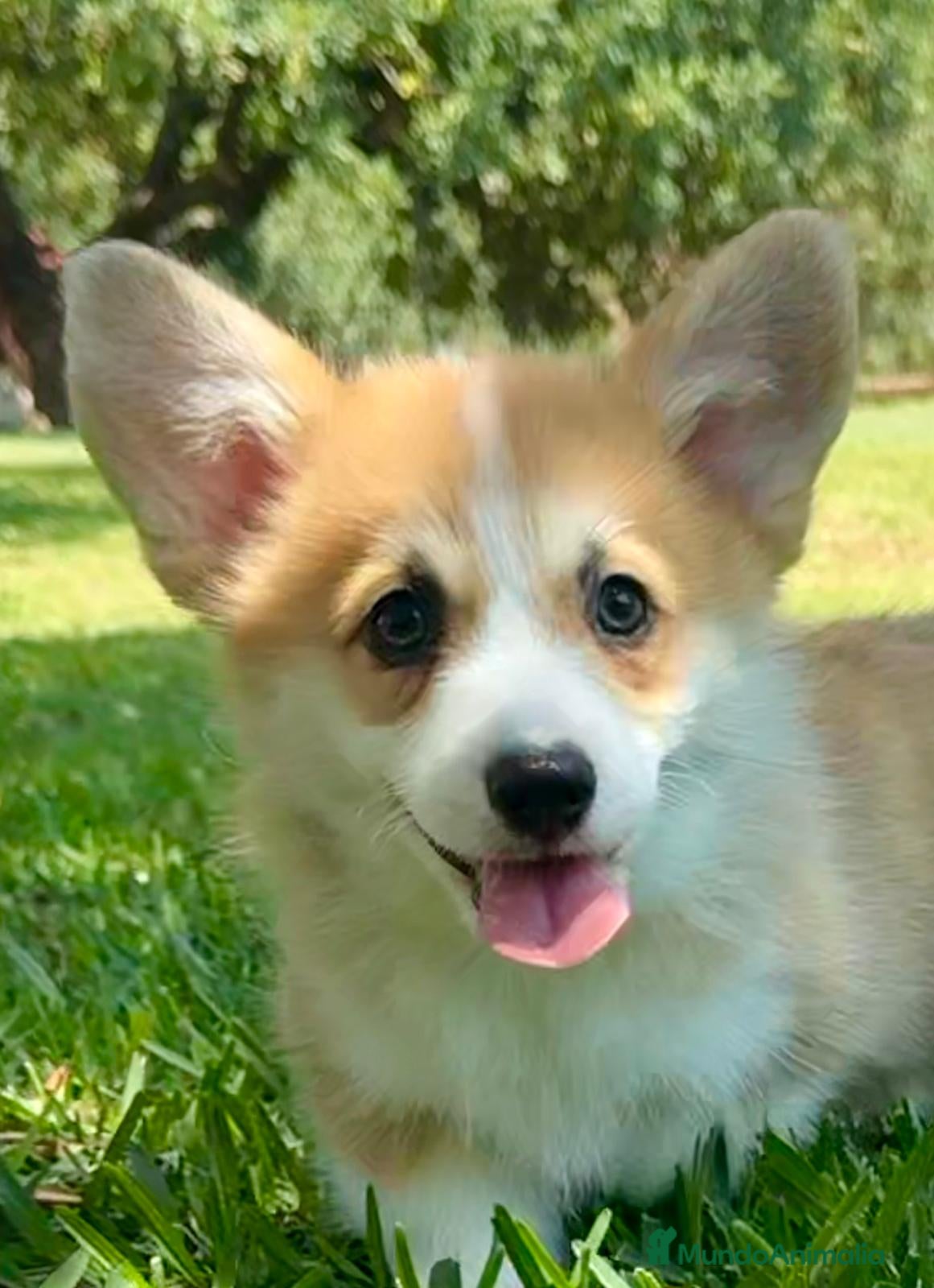 Welsh Corgi Pembroke perros Cachorros  corgis pembroke valencia España Madrid - Anuncio 2