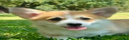 Welsh Corgi Pembroke perros en venta: Cachorros  corgis pembroke valencia España Madrid - Anuncio 2