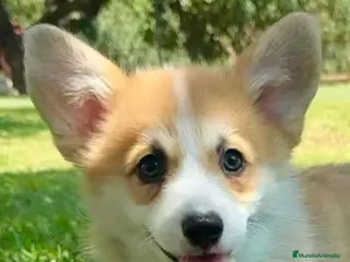 Welsh Corgi Pembroke perros en venta: Cachorros corgis pembroke valencia España Madrid - Anuncio 1