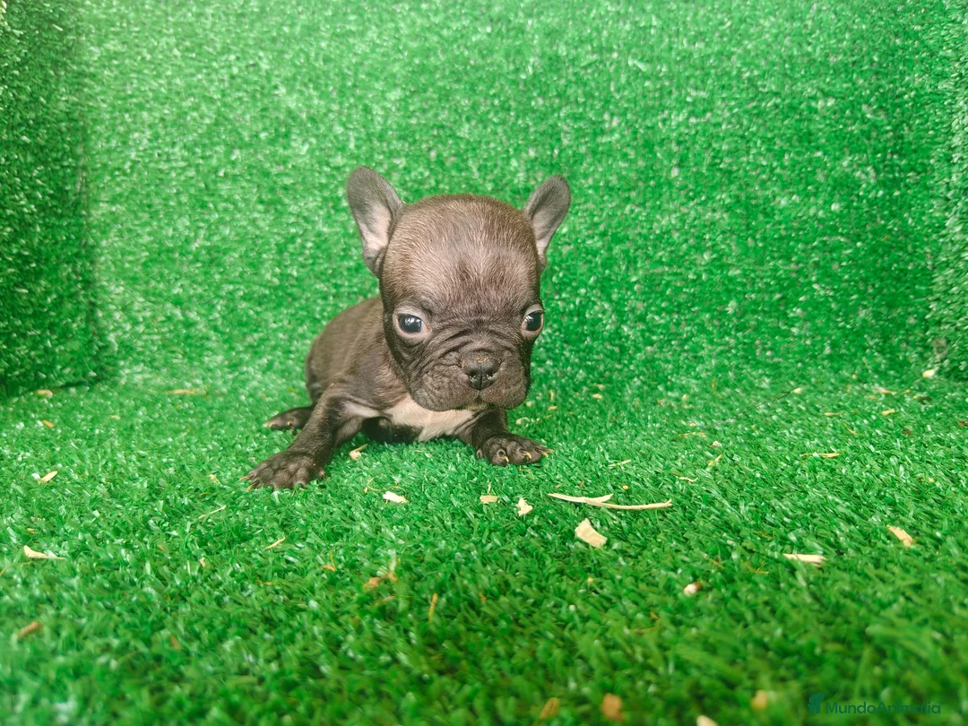 Bulldog Francés perros en venta: Bulldog francés  - Anuncio 28