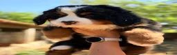 Boyero de Berna perros en venta: Boyero de Berna  - Anuncio 4