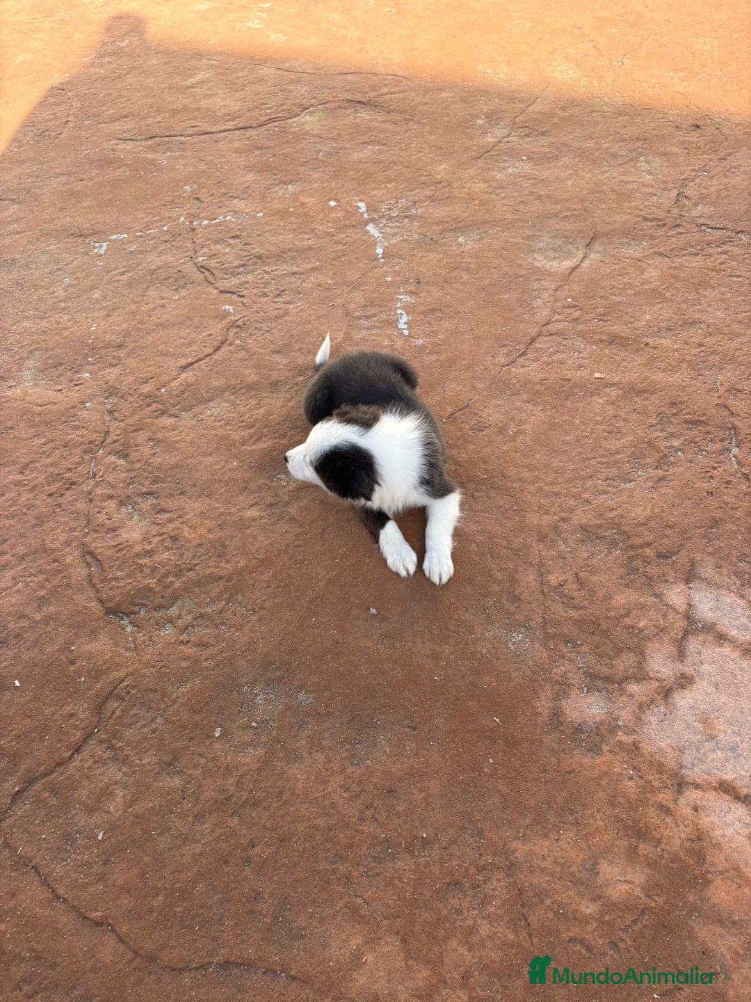 Border Collie perros en venta: Última Border collie hembra  - Anuncio 7