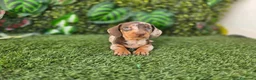 Teckel Miniatura perros en venta: TECKEL MINIATURA & KANNINCHEN - Anuncio 7