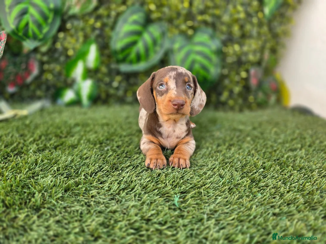 Teckel Miniatura perros en venta: TECKEL MINIATURA & KANNINCHEN - Anuncio 7