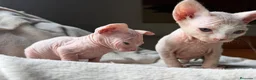 Sphynx gatos en venta: Sphynx blancos y bicolor - Anuncio 9
