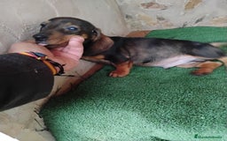 Teckel Miniatura perros en venta: Cachorro macho teckel marrón  - Imagen 3