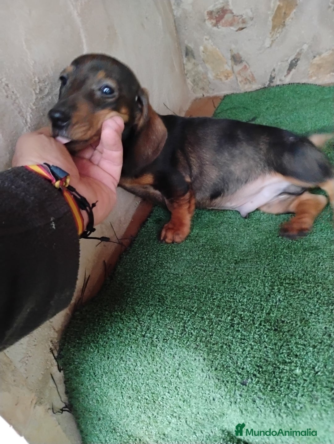 Teckel Miniatura perros en venta: Cachorro macho teckel marrón  - Imagen 3