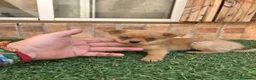 Pomchi perros en venta: Cruzaditos de chihuahua y pomerania  - Anuncio 4