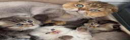 Scottish Fold gatos en venta: Scottish Fold Highland  - Anuncio 4