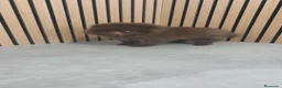 Pomerania perros en venta: Pomerania chocolate hembra  - Anuncio 3