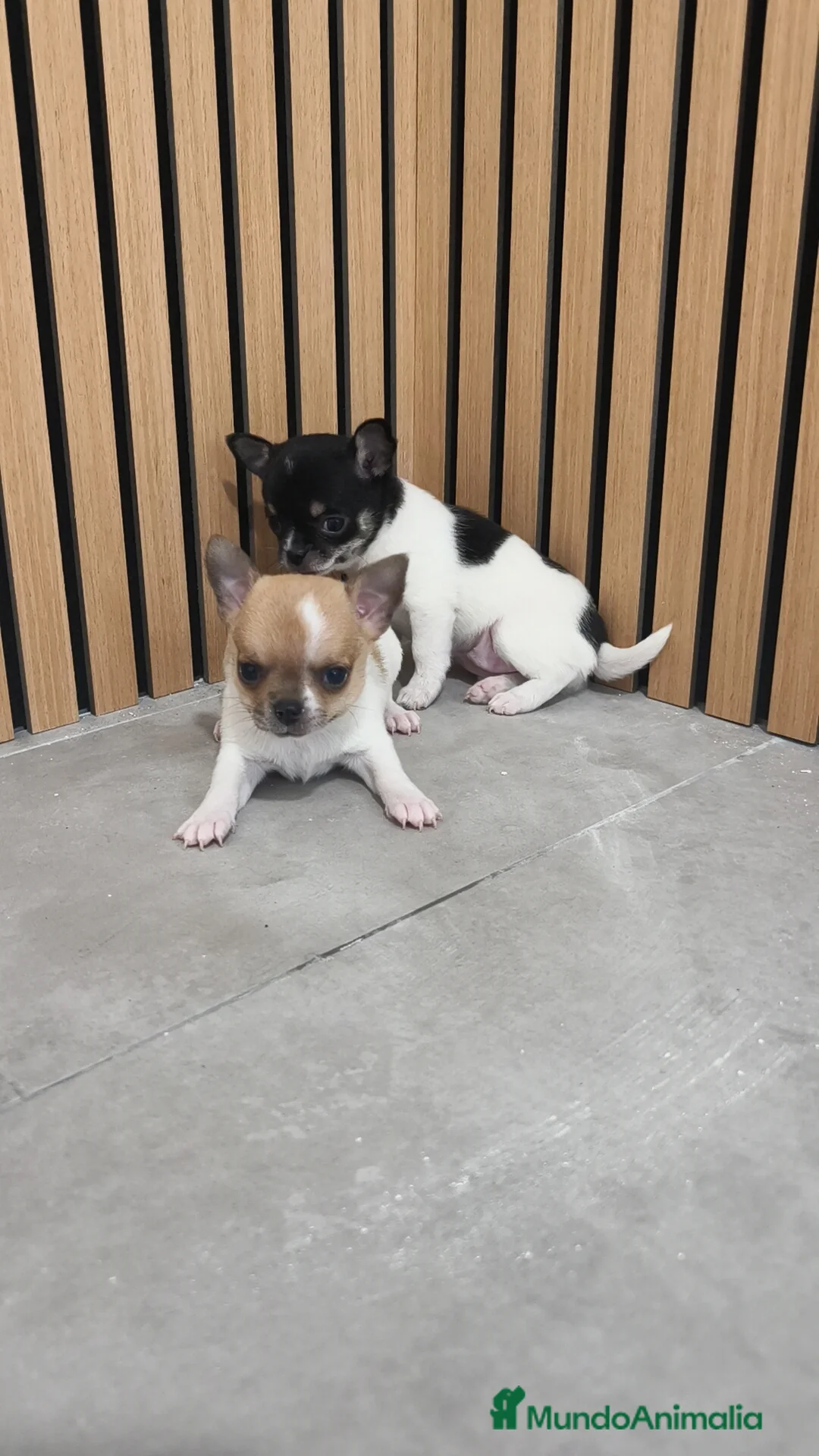 Chihuahua perros en venta: Chihuahua Toy  - Anuncio 8