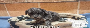 Caniche Toy 4