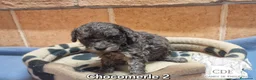 Caniche Toy perros en venta: Caniches Exclusivos de madre chocomerle  - Anuncio 7