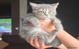 Scottish Straight gatos en venta: Gatcot.cm - Imagen 1