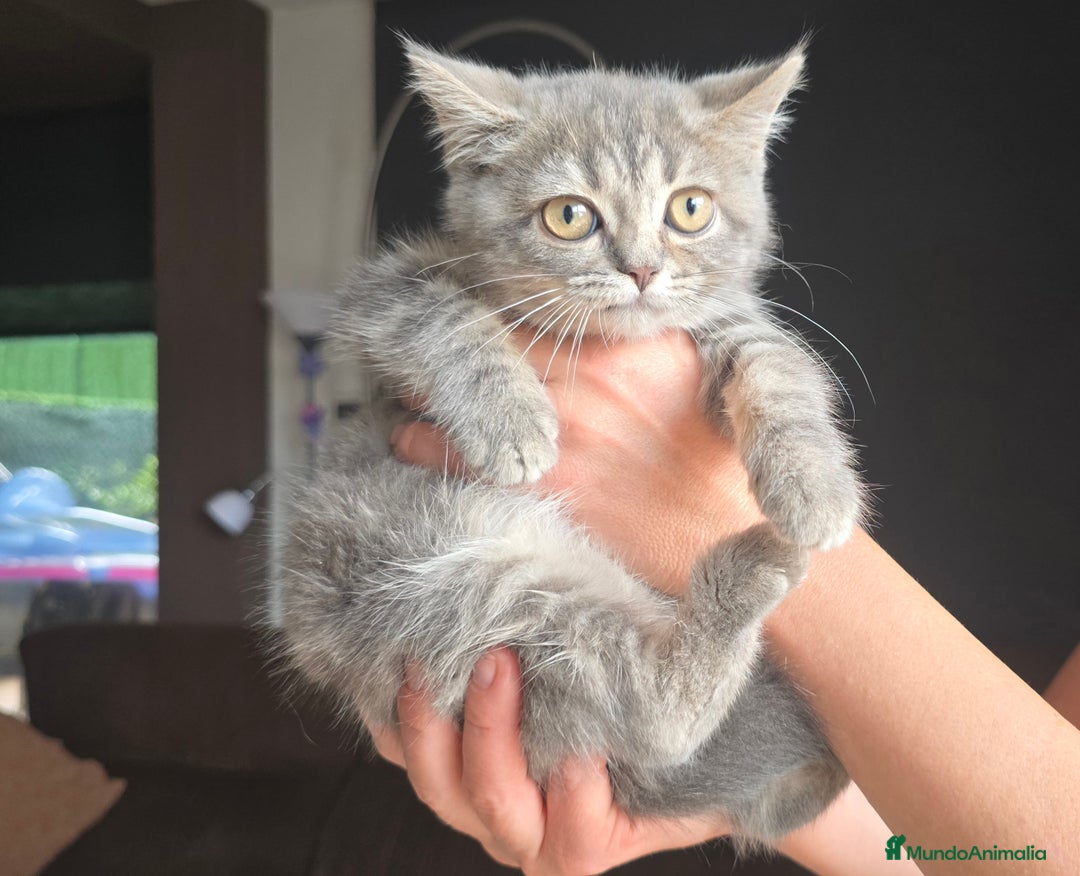 Scottish Straight gatos en venta: Gatcot.cm - Imagen 1