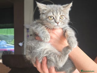 Scottish Straight gatos - Anuncio 2