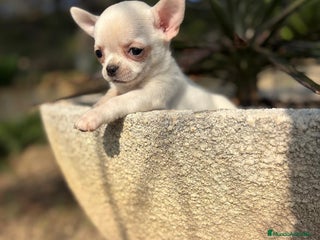 Chihuahua perros Chihuahua Hembra lista para entregar !! - Anuncio 1