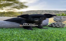 Chihuahua perros en venta: CHIHUAHUA PELO LARGO CACHORRO - Imagen 1