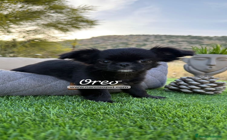Chihuahua perros - Propaganda 7