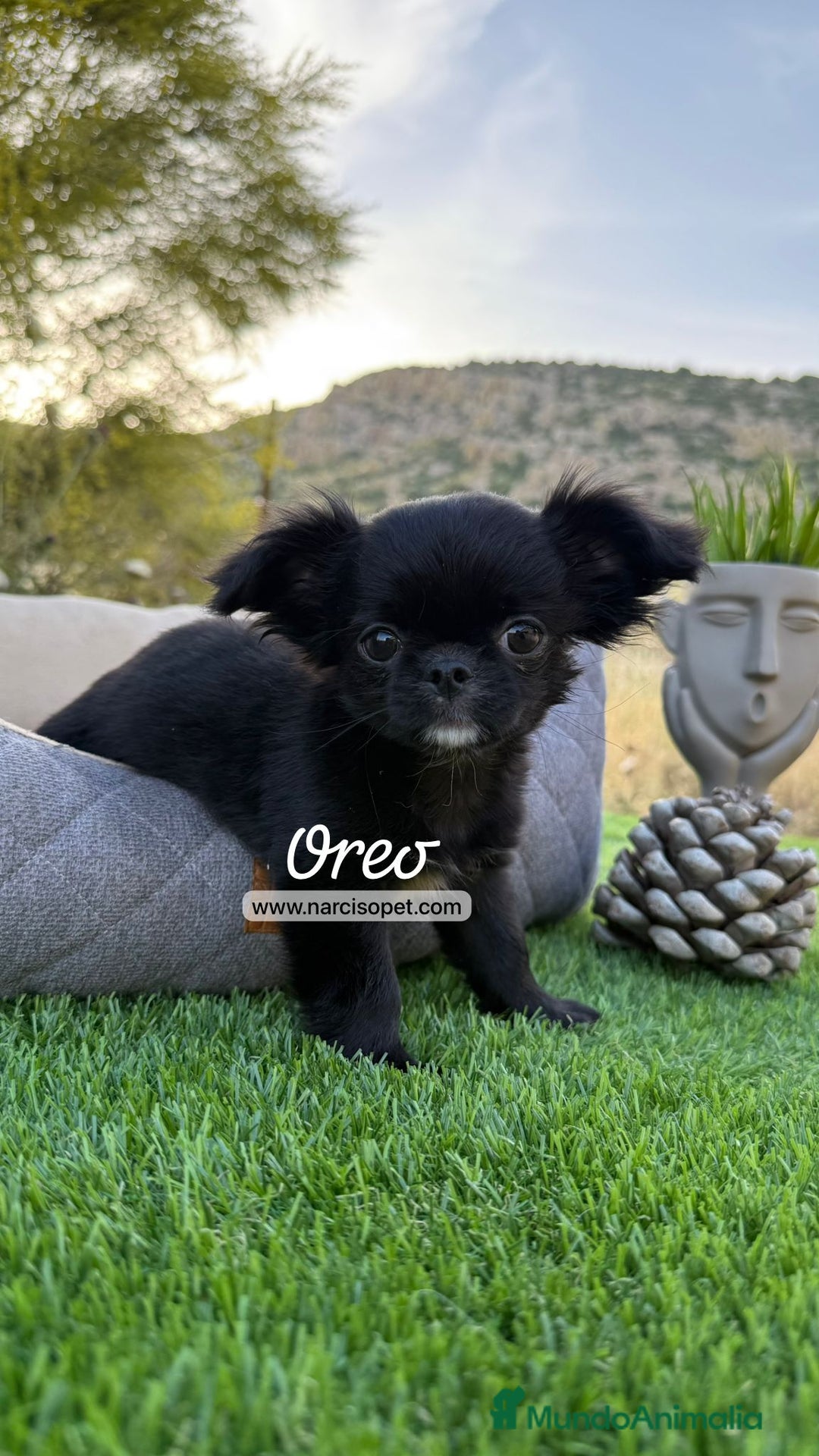 Chihuahua perros en venta: CHIHUAHUA PELO LARGO CACHORRO - Imagen 1