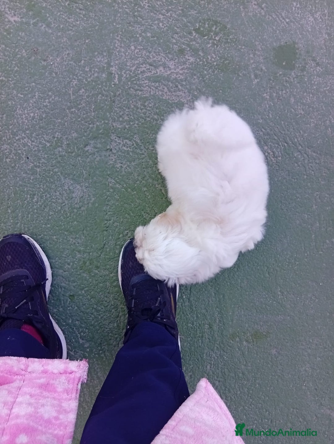 Bichón Maltés perros en venta: Cachorro macho bichon maltés  - Anuncio 3