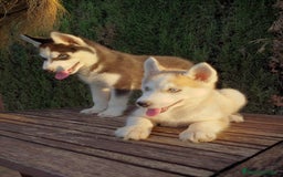 Husky Siberiano perros en venta: Camada de husky  - Imagen 1