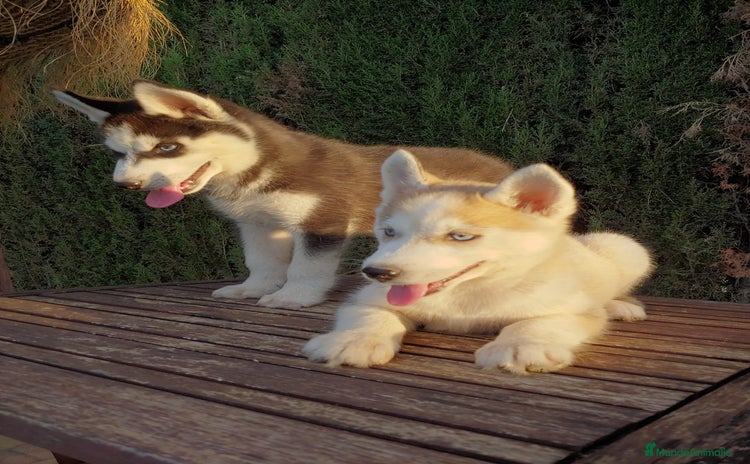 Husky Siberiano perros - Anuncio 11