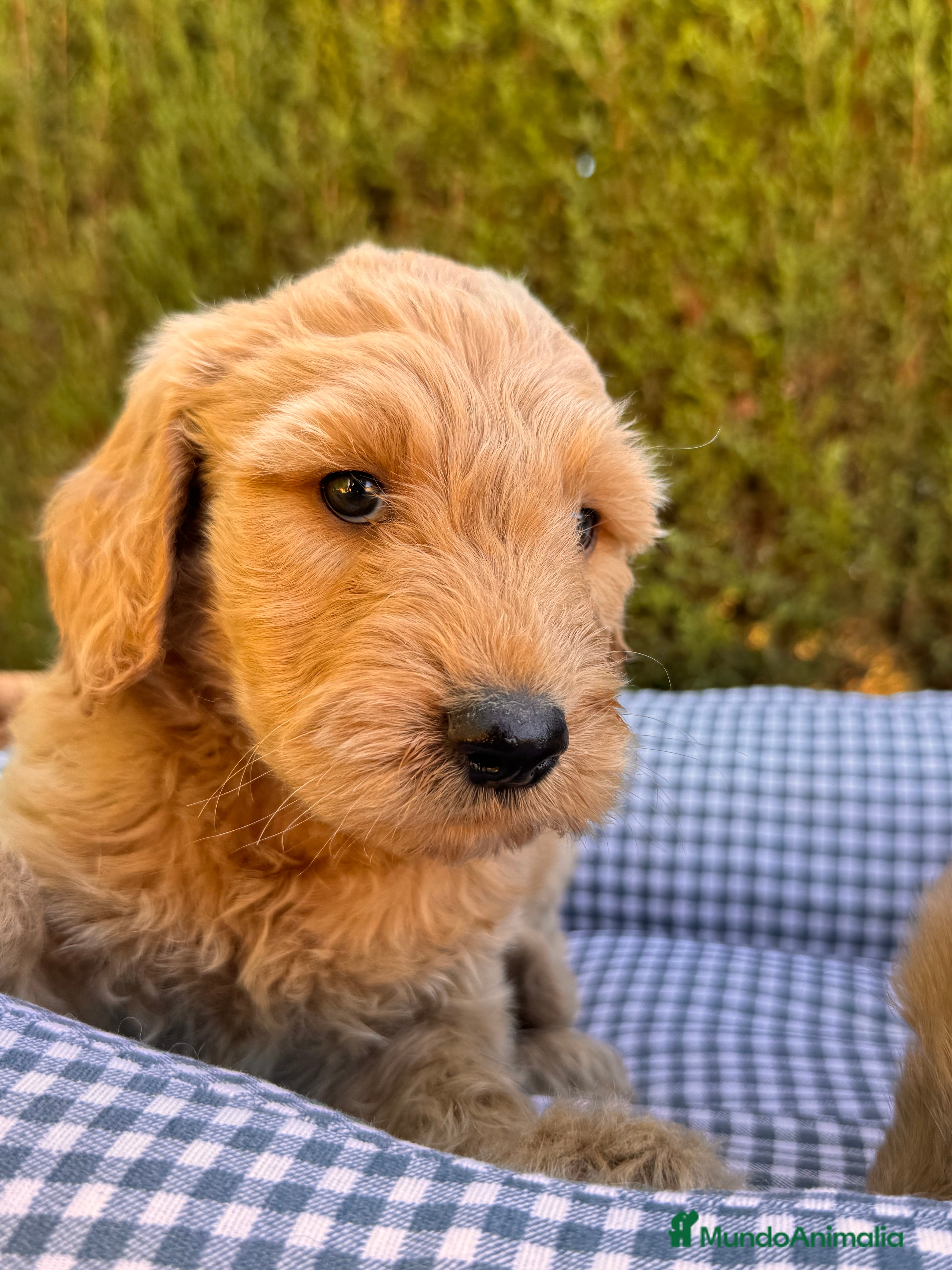 Goldendoodle perros GOLDENDOODLE GOLDENDOODLE GOLDENDOODLE - Anuncio 2