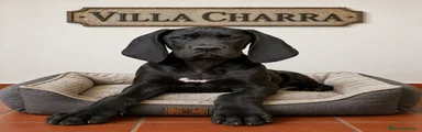 Dogo Alemán Cachorro 1