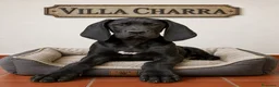 Dogo Alemán perros en venta: camada dogo aleman - Anuncio 2