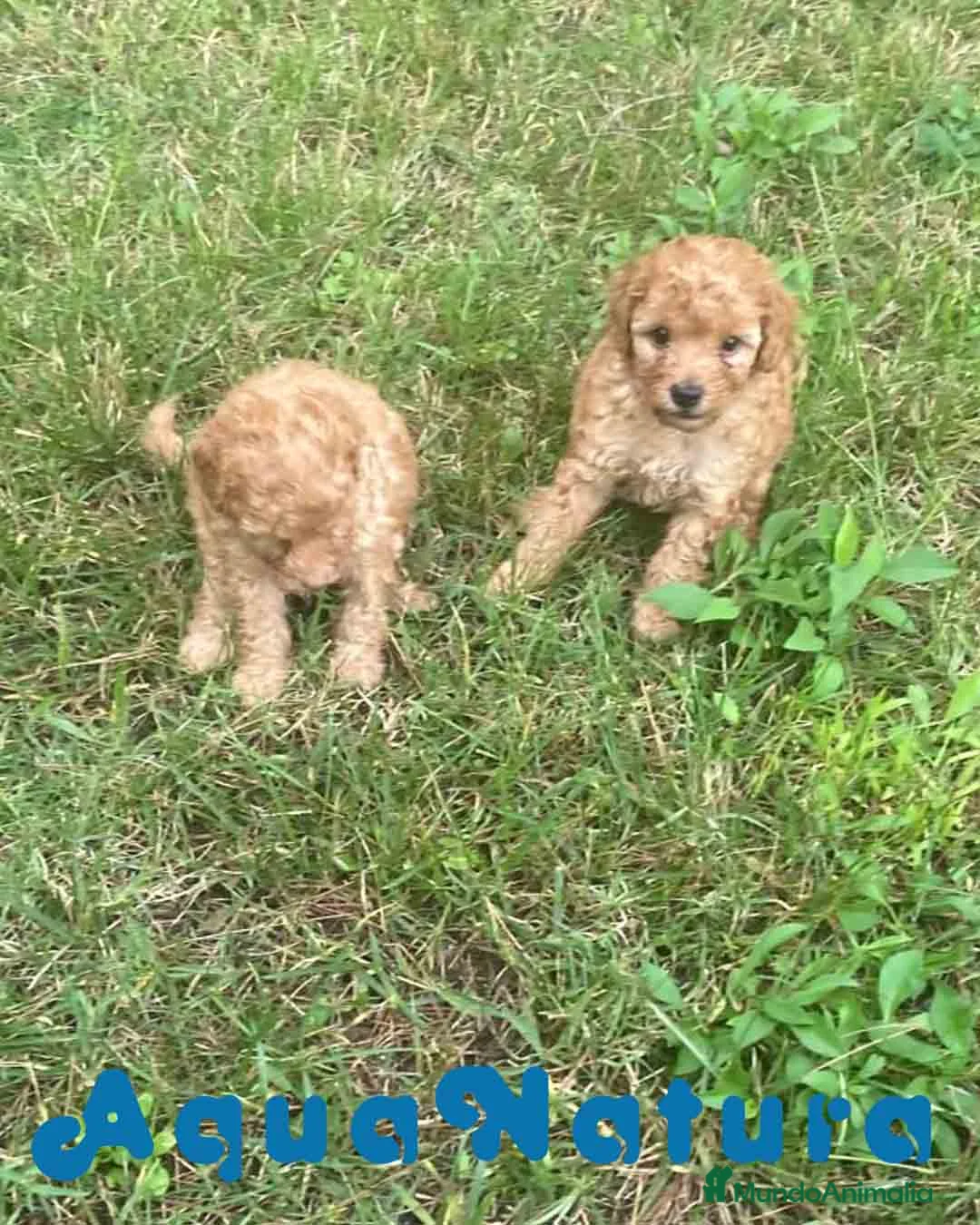 Caniche Enano perros en venta: Caniche Hembra de Estela y Alejo 6278 - AQUANATURA en Barcelona - Anuncio 4