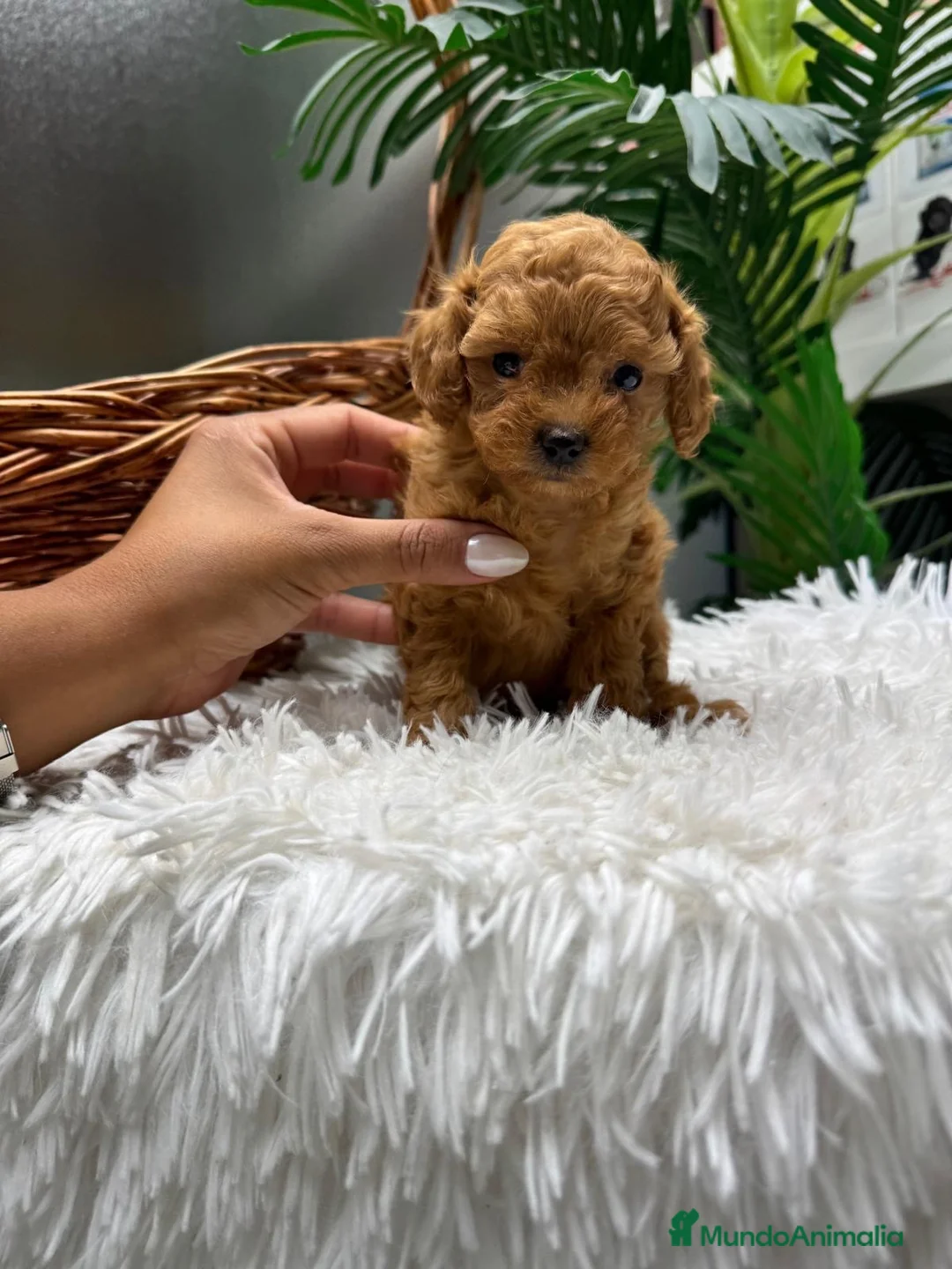 Caniche Toy perros en venta: CANICHE TOY-MUY PEQUEÑITO - Anuncio 2