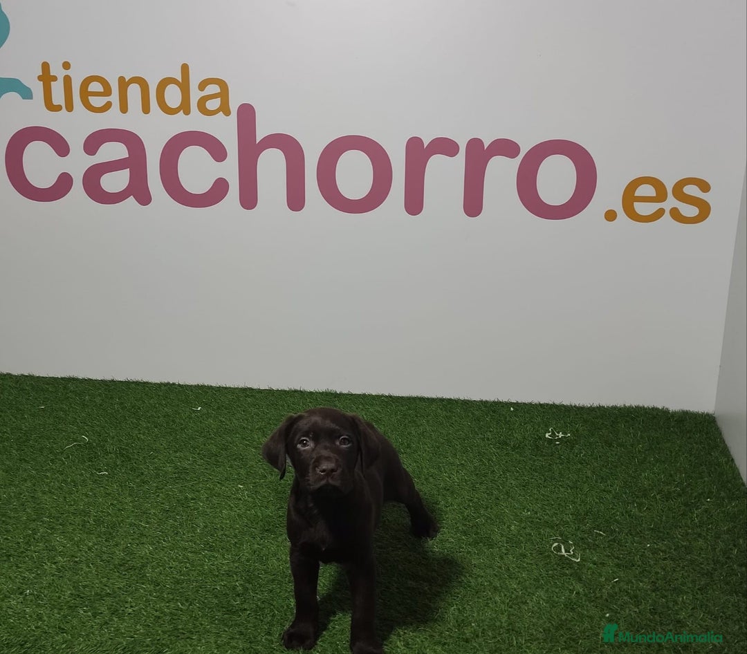Labrador Retriever perros en venta: LABRADOR - Imagen 1