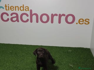 Labrador Retriever perros - Anuncio 12