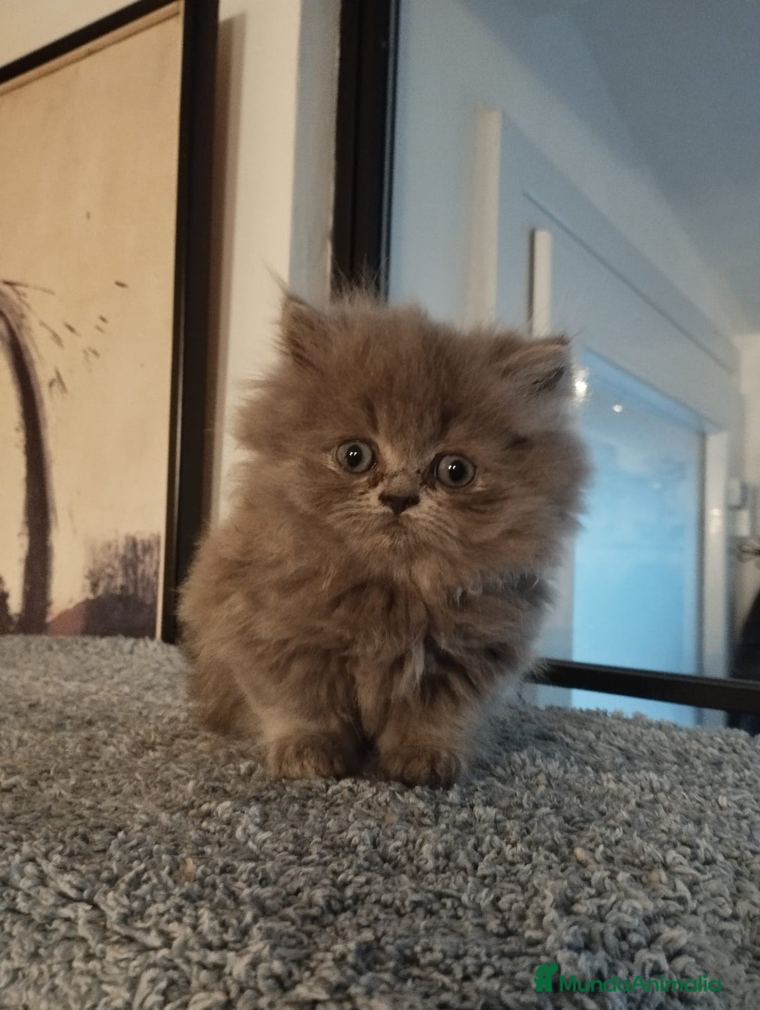 Persa gatos en venta: Macho Persa Blue - Anuncio 1